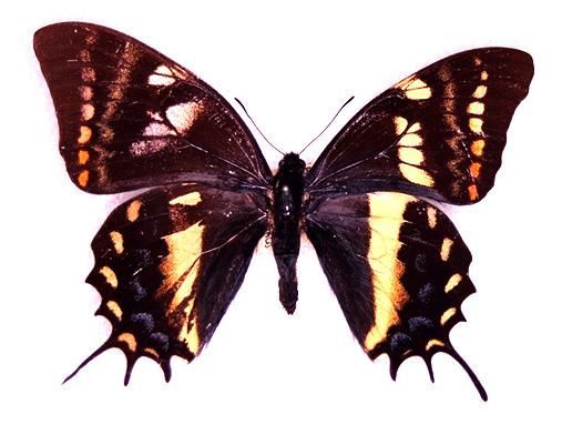 Papilio cacicus gynandromorph (306) (Internet Image property of respective owner, non-commercial use only)